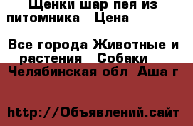 Щенки шар-пея из питомника › Цена ­ 15 000 - Все города Животные и растения » Собаки   . Челябинская обл.,Аша г.